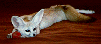  A Photo of Gloria the Fennec Fox